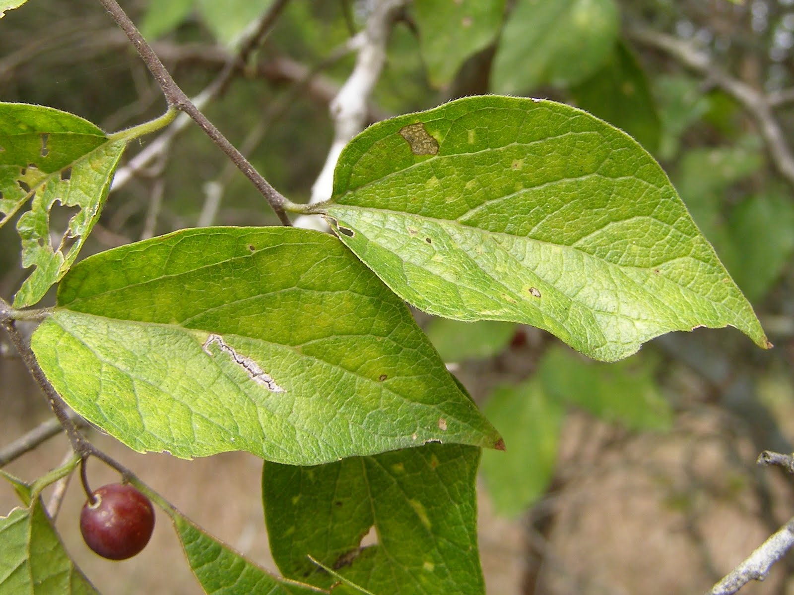 Blue Jay Barrens: Dwarf Hackberry
