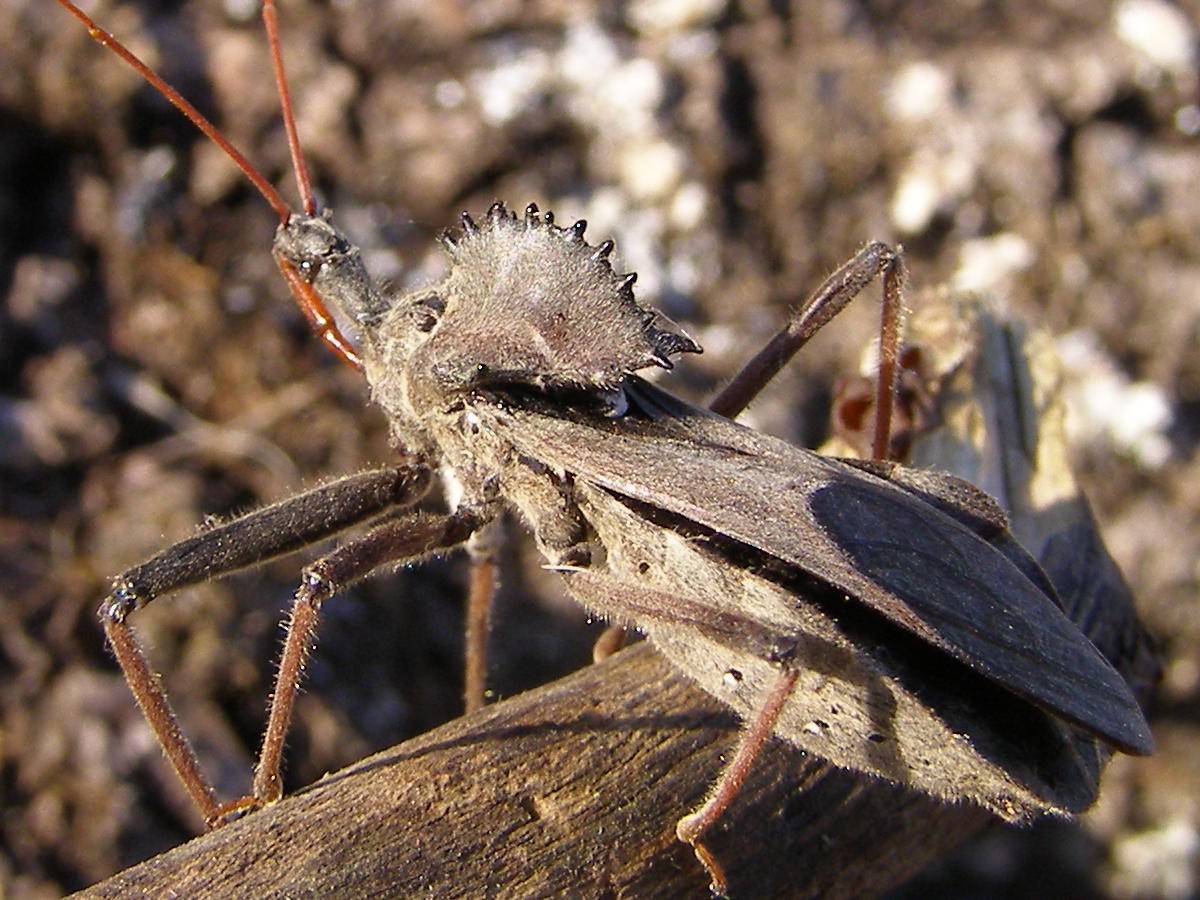 Blue Jay Barrens Wheel Bug