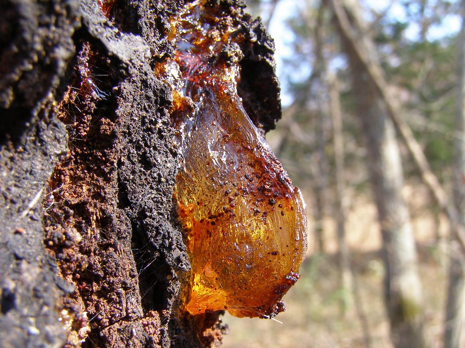 Blue Jay Barrens Amber Tree