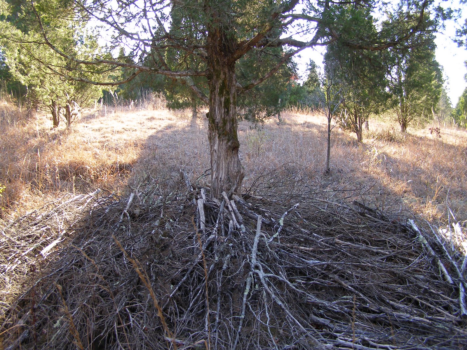 Blue Jay Barrens Brush Piles