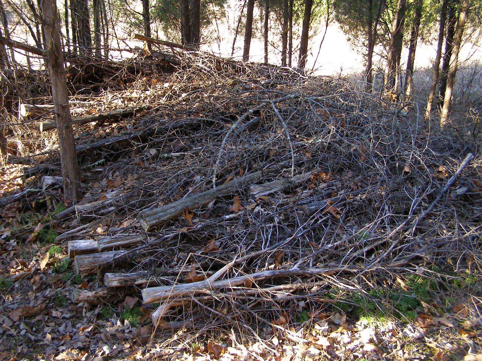 Blue Jay Barrens Brush Piles