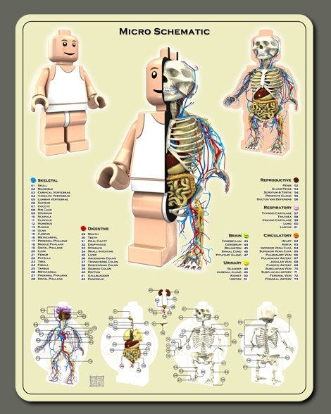 [anatomy-of-a-lego-minifig.jpg]