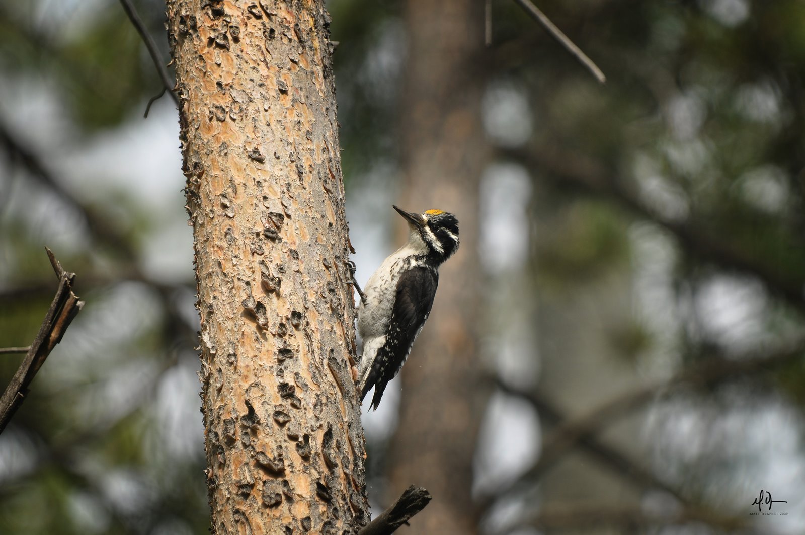 [woodpecker1.jpg]
