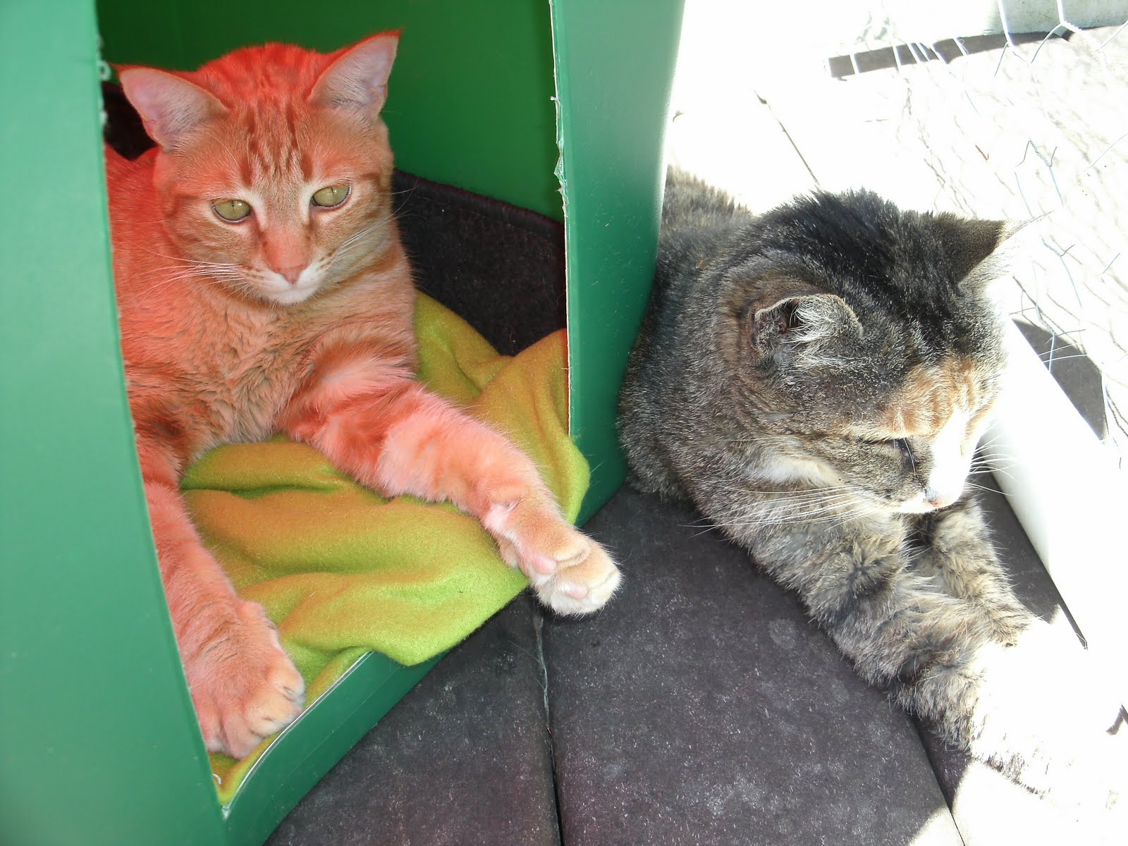 The Very Best Cats How to Make a Winter Shelter for an Outdoor Cat