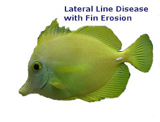 Yellow Tang with Lateral Line Disease and fin erosion