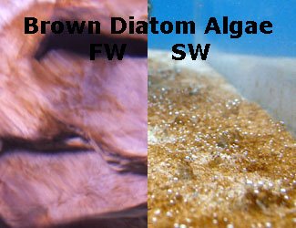 aquarium algae control brown