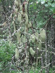 Usnea in forest