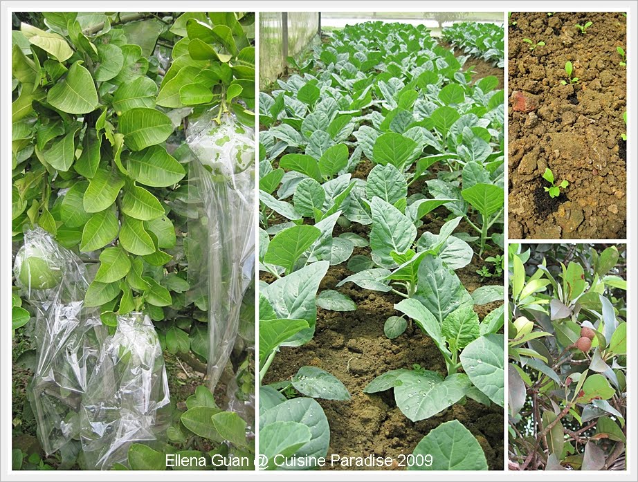 Cuisine Paradise Eat, Shop And Travel Exploring Bottle Tree Park