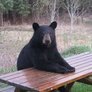 [Bear+Waiting+For+Steak+Dinner.jpg]