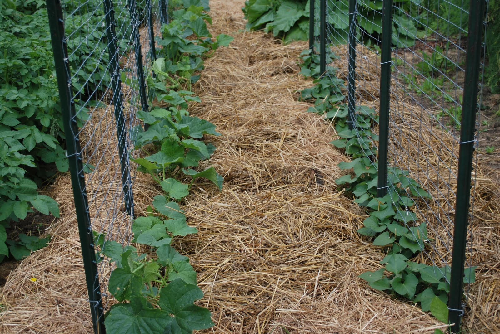 Воздействие телефона на человека. Мульчирование кустарников щепой. Можно будет использовать в качестве. Можно будет использовать в качестве. Паспортно-визовая служба.