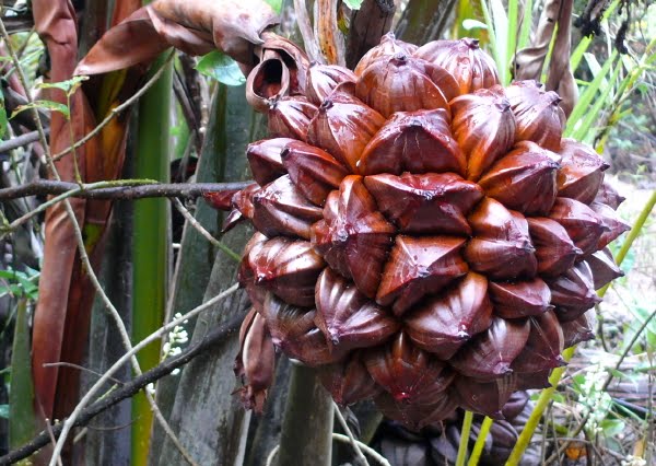 Info on plants! 13 The Nypa fruticans