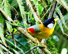 Rimba Telinga Puteh (Silver Eared Mesia)