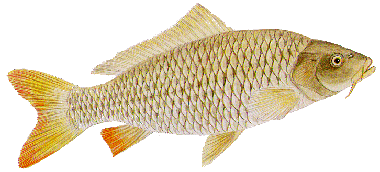 pancing: IKAN AIR TAWAR