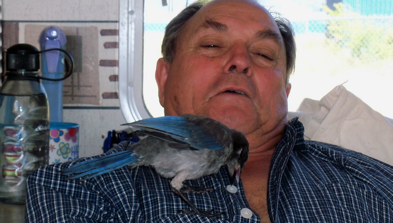 Mobile Kodgers A REAL LIVE BIRD WHISPERER