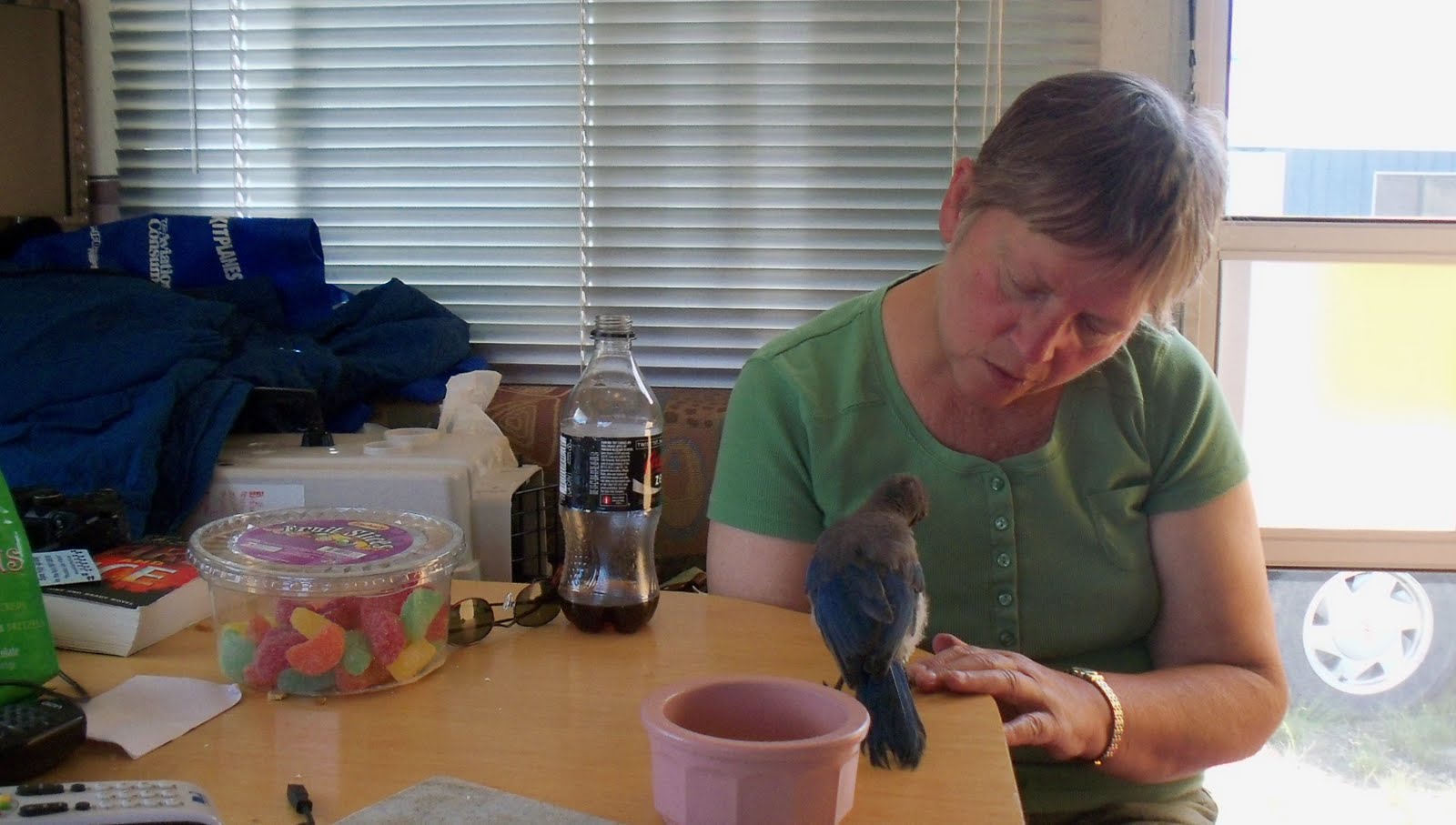 Mobile Kodgers A REAL LIVE BIRD WHISPERER