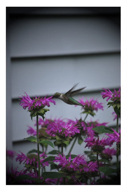 Pic Me Photography