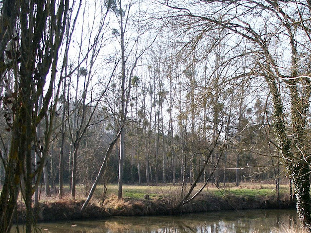 Poplar plantation, Indre et Loire, France. Photographed by Susan Walter. Tour the Loire Valley with a classic car and a private guide.