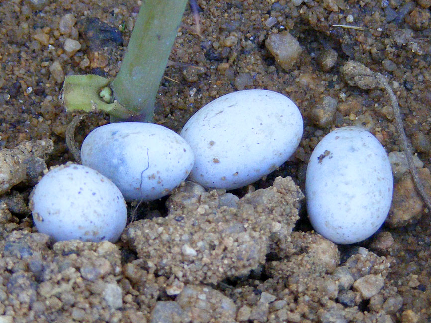 Days on the Claise Look Out for Lizards