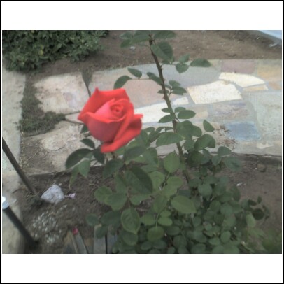 [Rose+Tropicana.jpg]