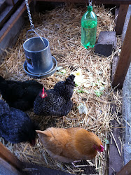 coffee chaff chicken coop litter 3
