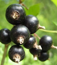 Black Currants