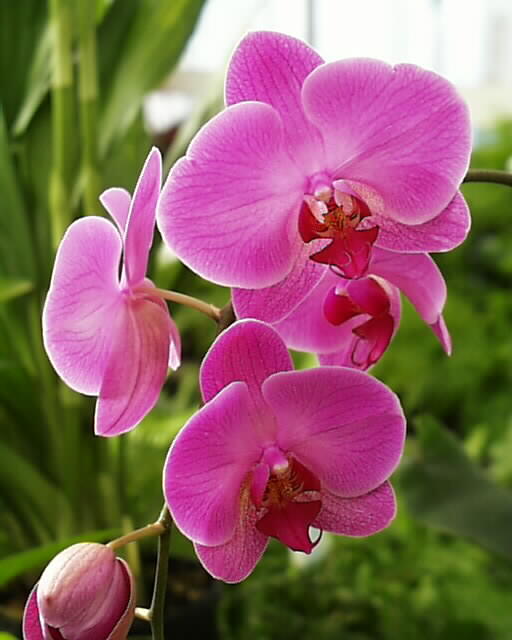 [Purple+ORCHID.JPG]