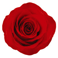 mawar merah unik