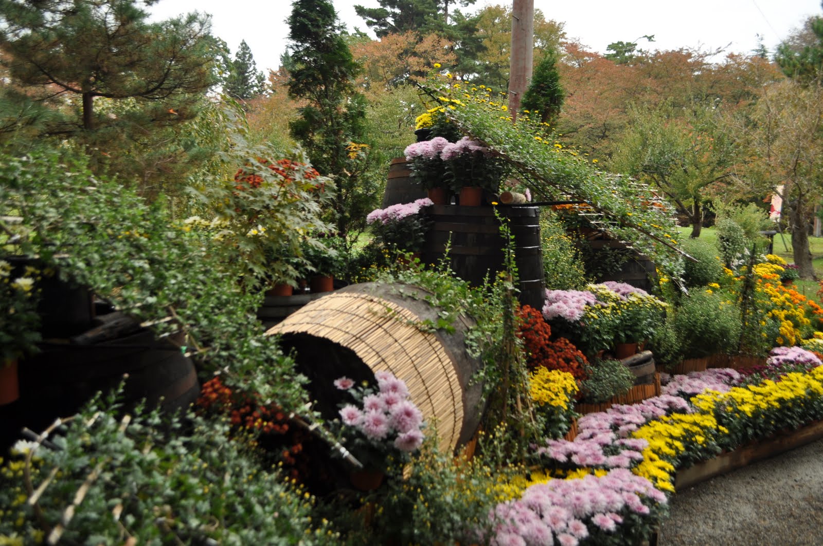 Japan!: Chrysanthemum Festival