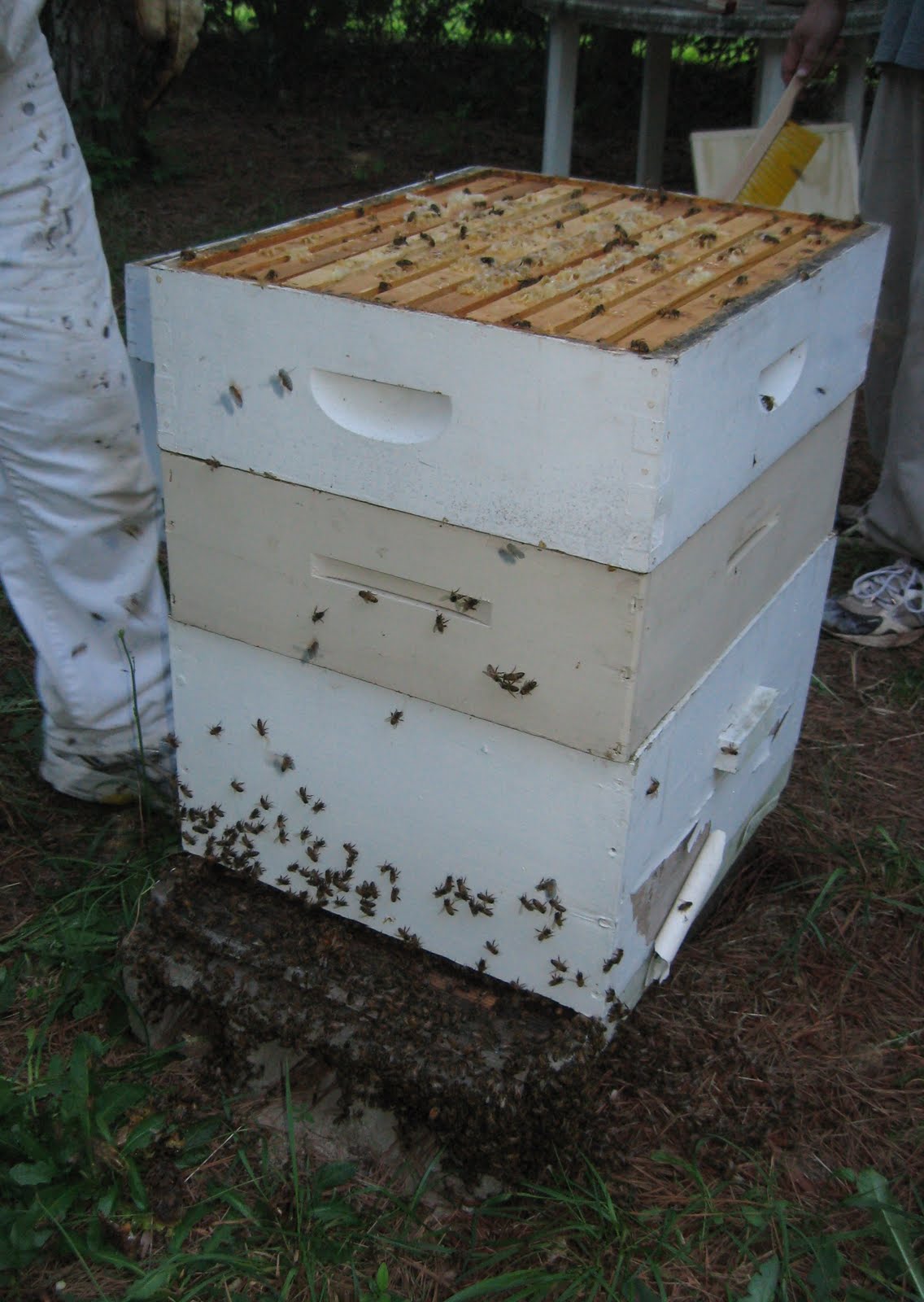 TOWN BEES Splitting Hive 4