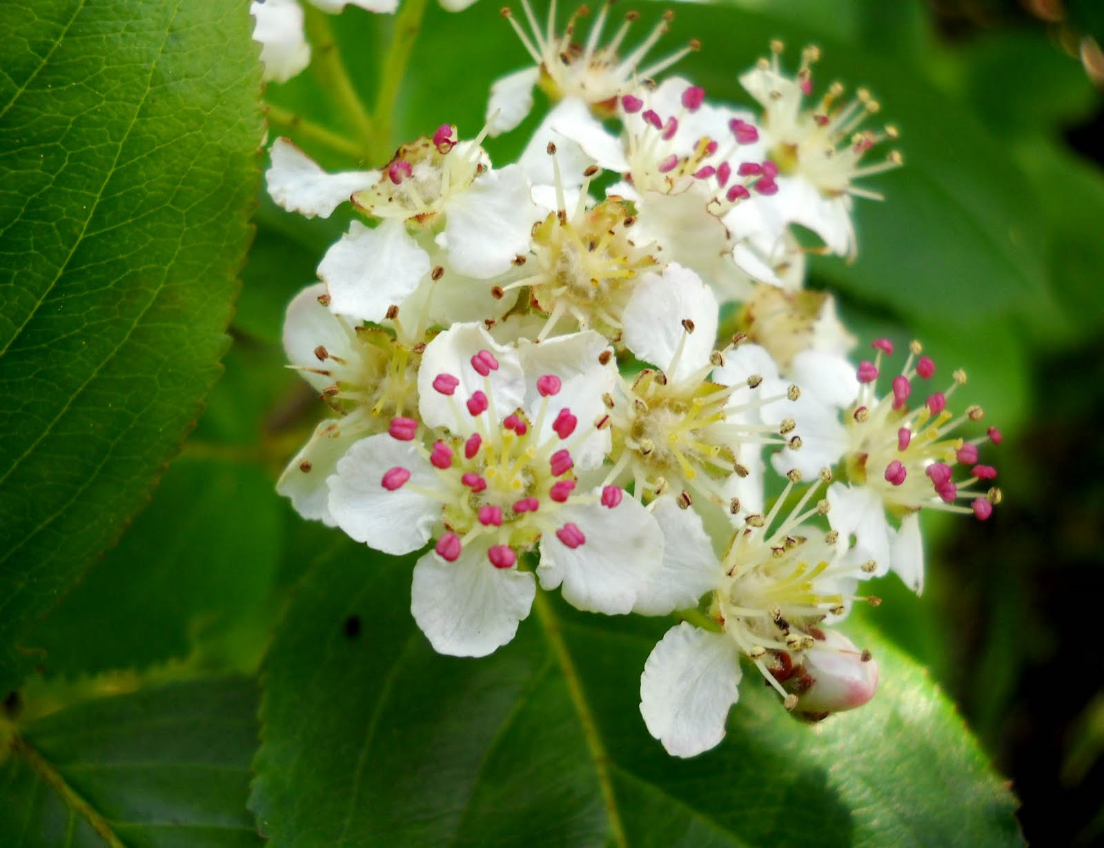My Nature Photography Hawthorn Flowers