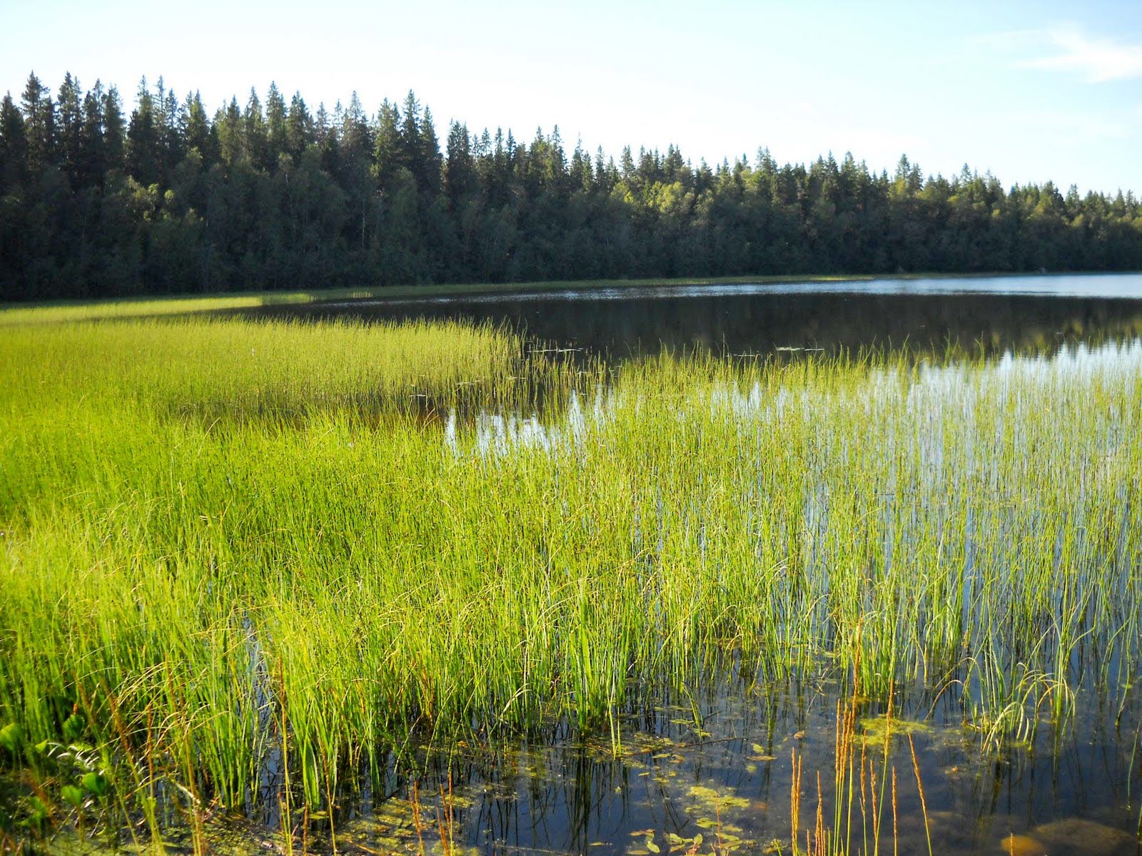 My Nature Photography The Grassy Lake