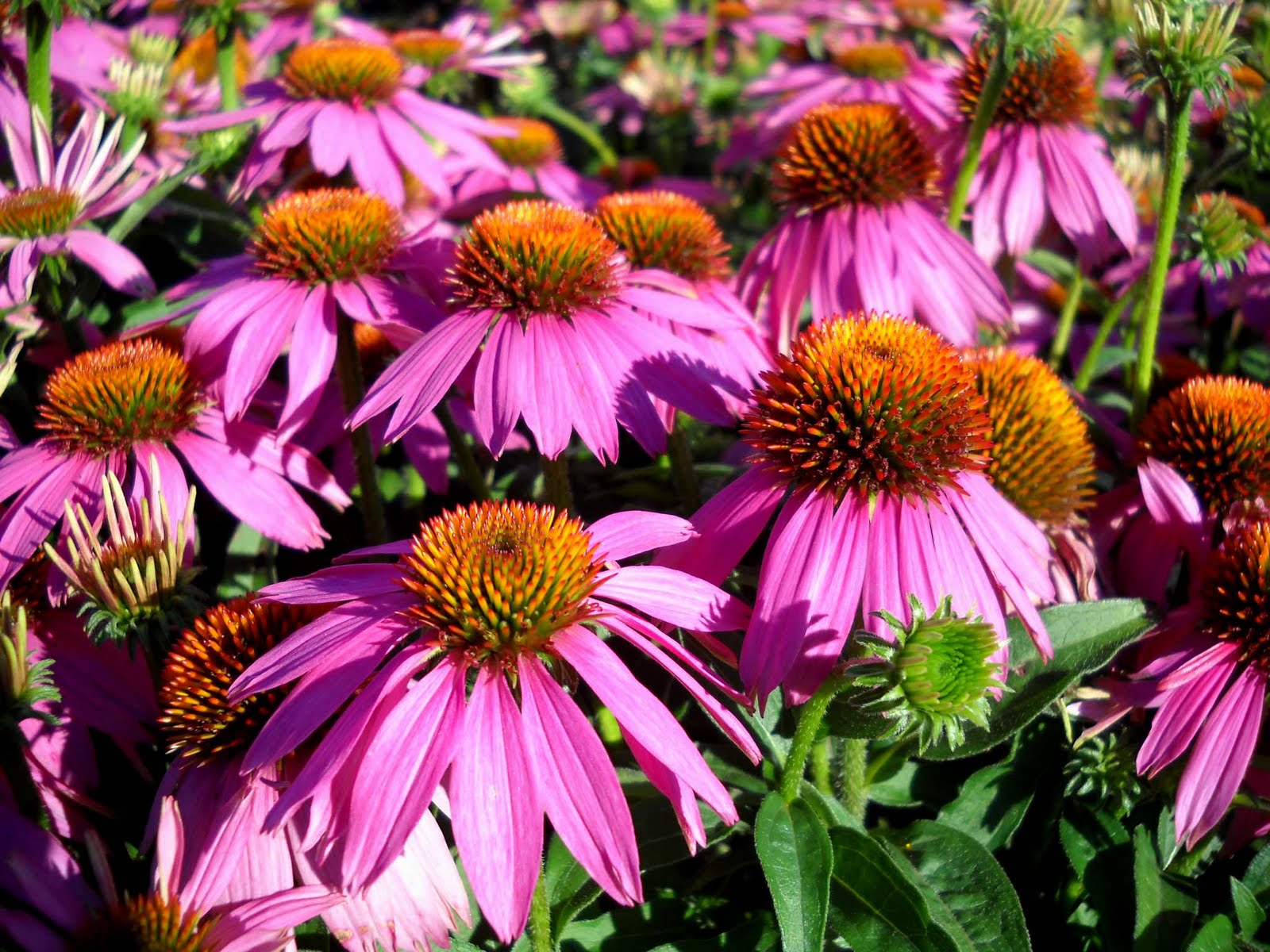 My Nature Photography Cone Flowers