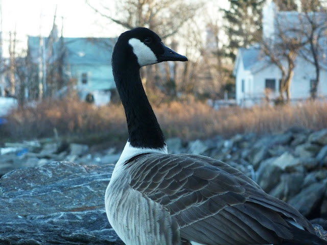 Christmas goose, a Canadian goose in city island