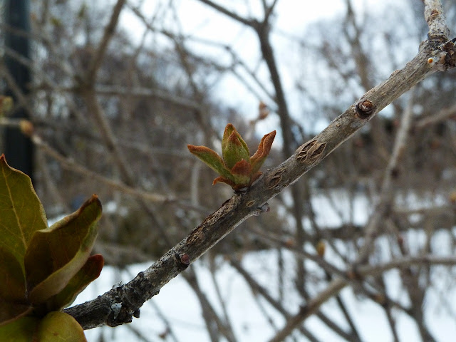 New growth on lilac in winter, Brooklyn Botanic