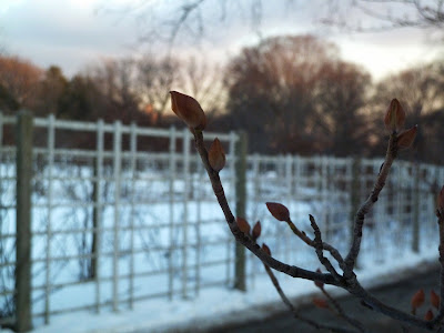 Corylopsis, Winter hazel buds in low light, winter, Brooklyn Botanic