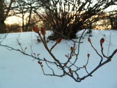 Corylopsis in winter, Brooklyn Botanic