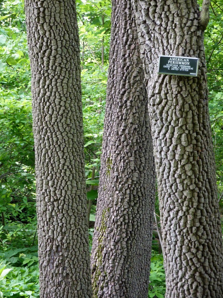 Outside Now Got Bark