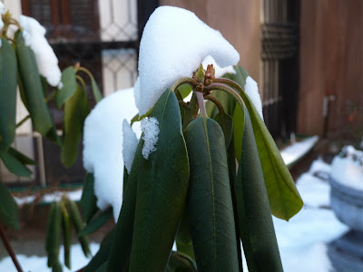 Rhododendron buds and curling leaves in winter cold