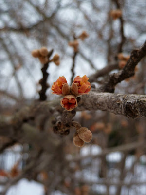 Orange Witchhazel flower remains, Prospect Park, Brooklyn