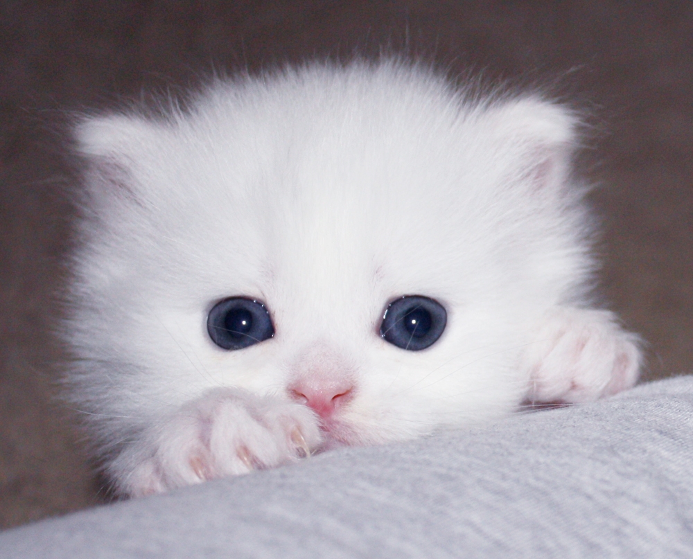 Милый маленький белый котенок