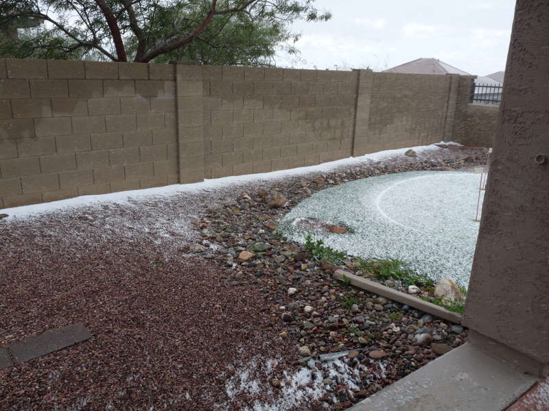 Varazs Vizslas Snow In Phoenix 