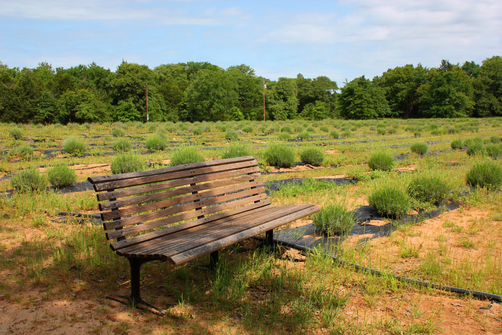 Christy Robbins Lavender Ridge Farm