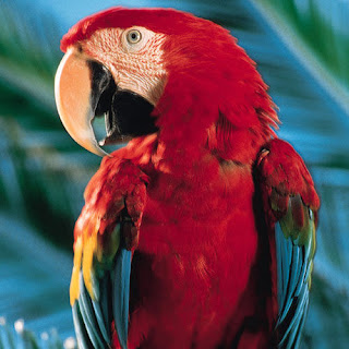 Funny clever talking parrot