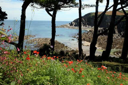 Poppies in June/July