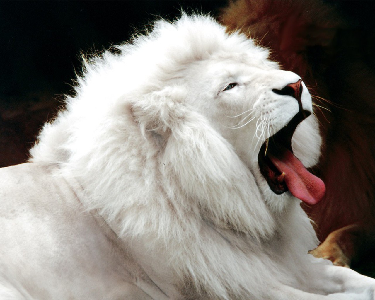 [White-Lion.jpg]