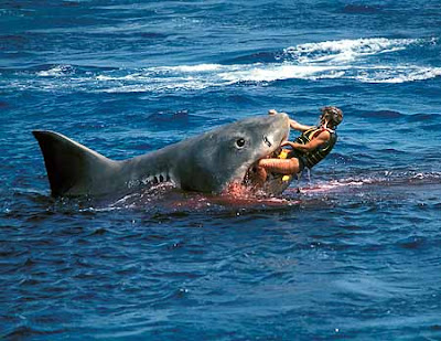 info tiger shark: Tiger Shark Attacks
