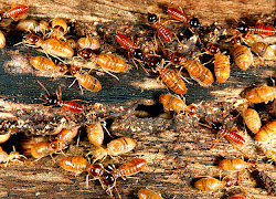 termites workaholics animal demolition experts