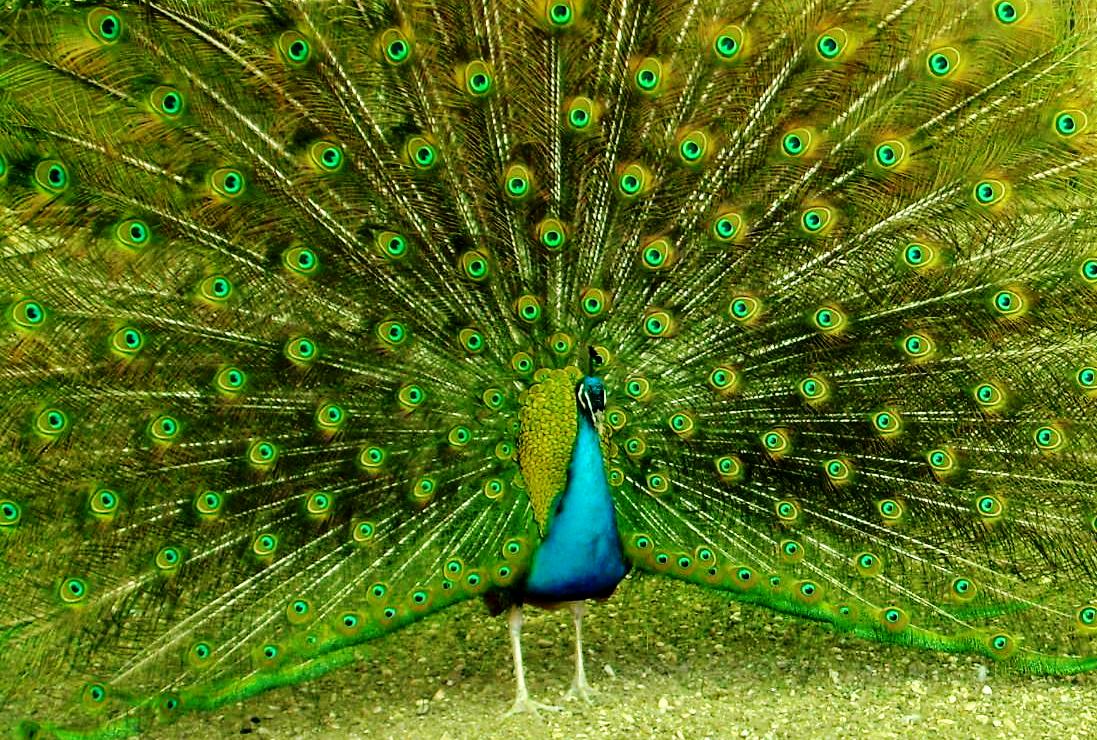 Le Cose Sono Come Sono il pavone