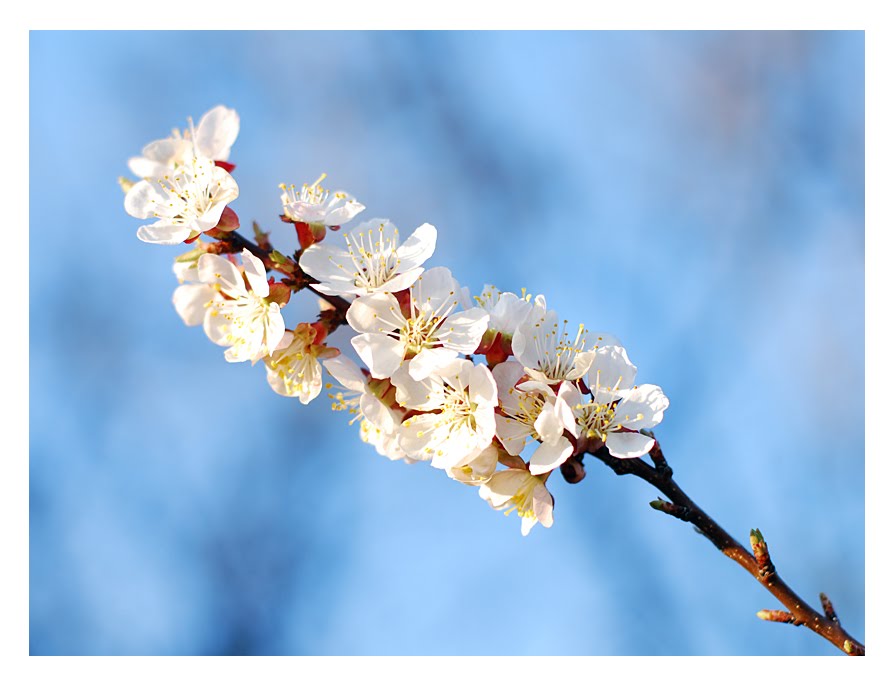 [Apricote_Blossom_II_by_hazydream.jpg]