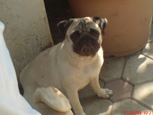 Pet Lovers Forum Pics Wallpapers